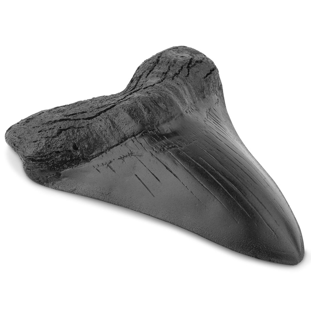 Shark Realistic in Shape Megalodon Tooth Black