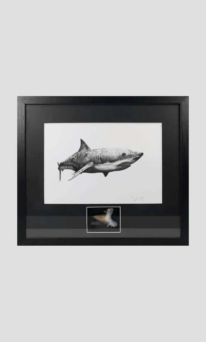 Shark Realistic in Shape Megalodon Tooth Black